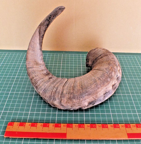 Welsh sheep horn ram - horn,