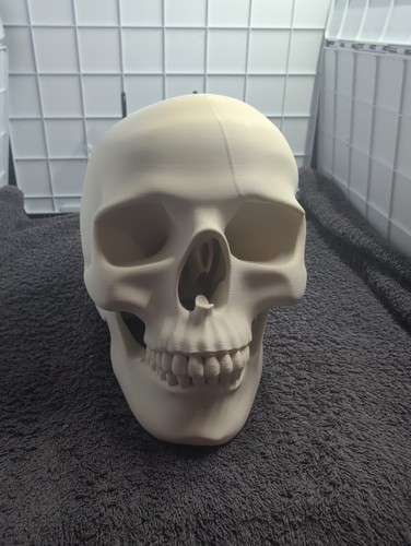 Realistic human skull replica - human,