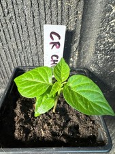 Carolina Reaper Chilli