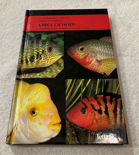 American cichlids large - american,