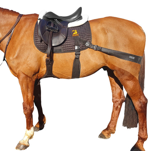 Equine balance band system - equine,