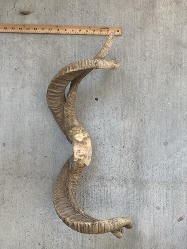 Ram horns antlers taxidermy - ram, &