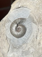 Grammoceras Jurrssic Fossil