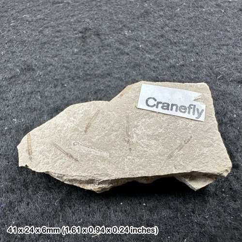 Fossil insect cranefly eocene - fossil,