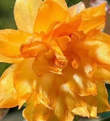 Double mango christmas cactus - mango,