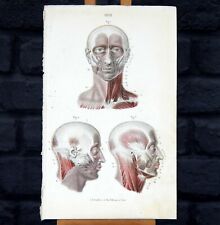 Antique 1886 Dr Fau's Anatomy Original Litho Human Body Plate VI Victorian
