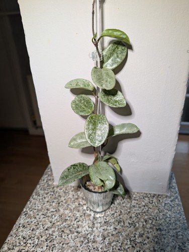 Hoya grey ghost rare - rare, 2
