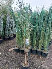 Eucalyptus Silver Gunnii 10L