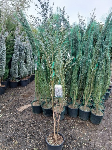 Eucalyptus silver gunnii - gunnii, 10l