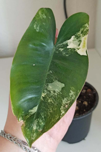 Philodendron burle marx well - burle,
