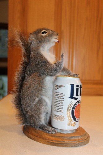 New taxidermy drunk naughty - taxidermy,