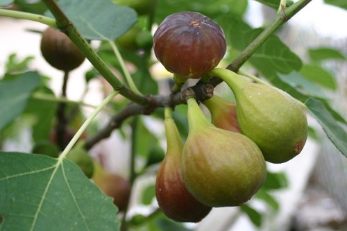 Ficus goutte 2l pot - 2l,