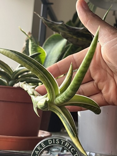 Sansevieria ballyi variegated - ballyi,