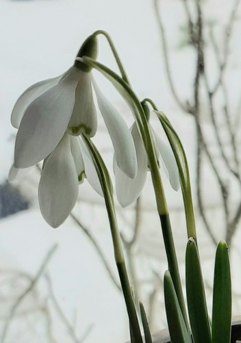 100 snowdrops superb - 100×,