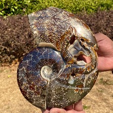 Natural Ammonite Fossil Conch Crystal Specimen - 4.3LB