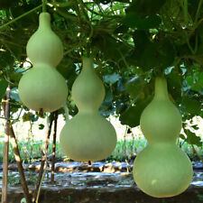 Large Bottle Gourd Calabash Lagenaria Siceraria Giant Bottle 20 Seeds UK
