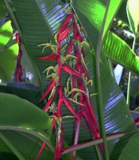 Heliconia schiedeana - 1 plant