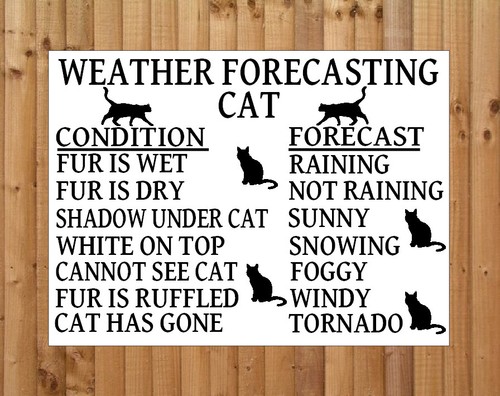Weather forecasting cat - weather,