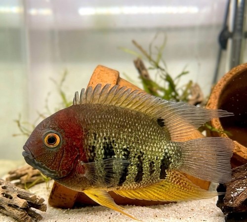 Red shoulder rotkeil - 3-4",