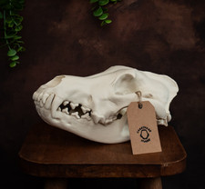 Wolf Skull Replica with
