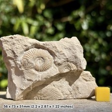 RARE Protogrammoceras bassanii