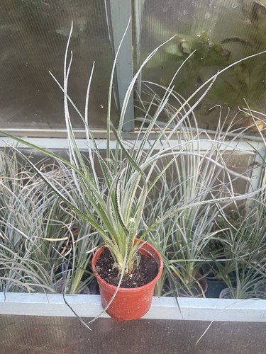 Hardy outdoor bromeliad - uk,