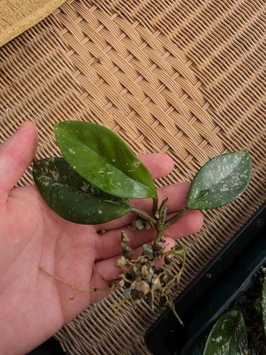 Hoya carnosa stardust - hoya, 'stardust'