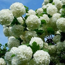 Viburnum opulus roseum - viburnum, ‘roseum’