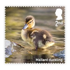 Mallard duckling mnh stamp - mallard,