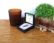 100% Genuine Spinosaurus Tooth Fossil 30mm Morocco in Presentation Box