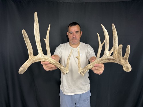 184 set whitetail deer - 184”, cuts