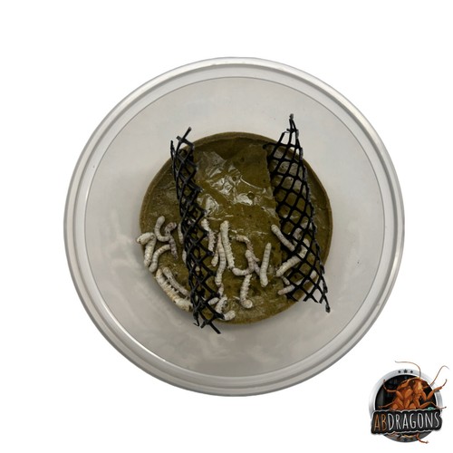 Silkworm cup with - silkworm,