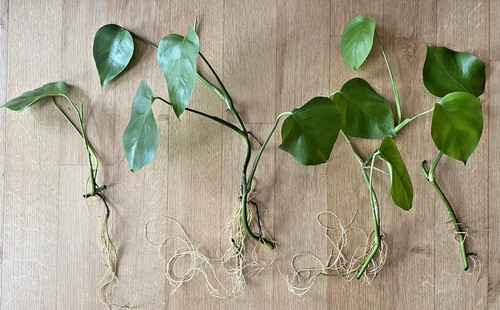 Two rooted monstera - 2,
