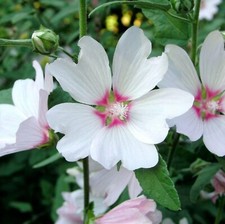 2 x Lavatera 'Barnsley' - Tree Mallow Plants - Both Arrive in 9cm Pots