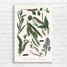 Vintage Botanical Caterpillar