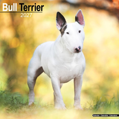 Bull terrier 2027 calendar - bull,