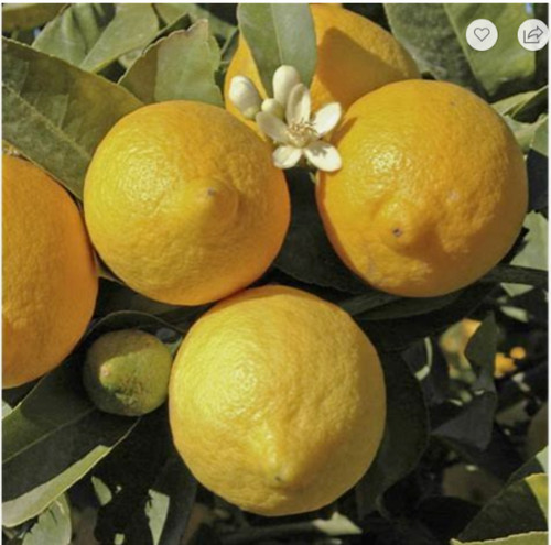 Lemon tree citrus - tree, bush