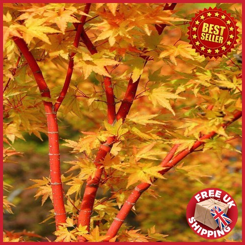Large feet tall acer - 4,