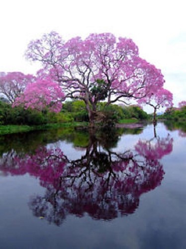500 empress tree seeds - 500,