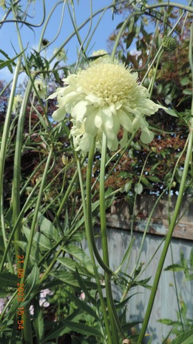Cephalaria gigantea seeds - cephalaria,