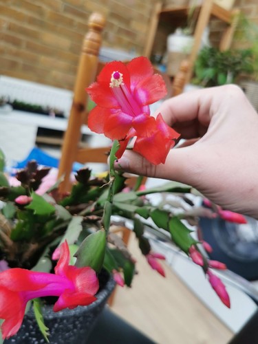 Schlumbergera truncata - schlumbergera,