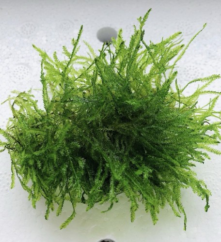 Loose java moss live - java,