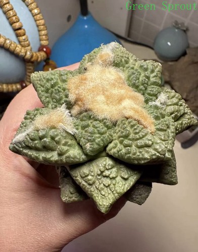 7cm rare cacti ariocarpus - rare,