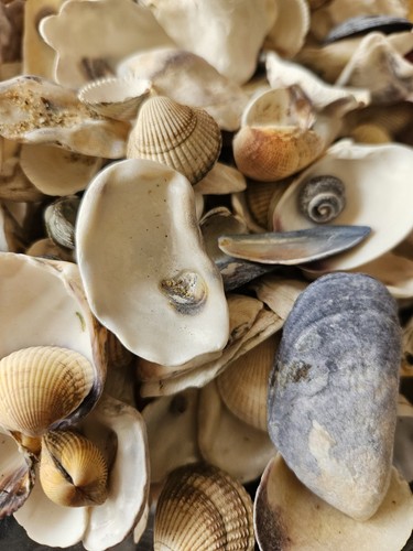 500 sea shells for - +,
