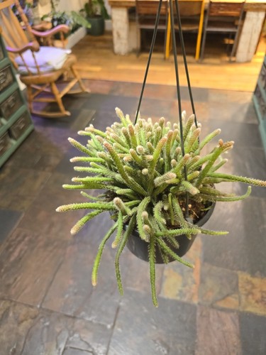 Rhipsalis baccifera horrida - rhipsalis,