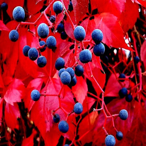Virginia creeper vine seeds - virginia,