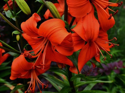 Photo pashley manor gardens - manor,