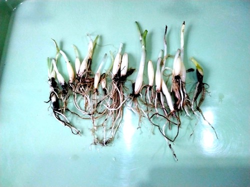 Wild garlic bare bulbs - garlic,