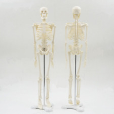 Human Anatomical Skeleton Model 45CM Medical Learn Anatomy Halloween Skeleton