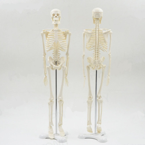 Human anatomical skeleton - human,